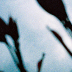 草莓视频污视频
