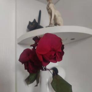 草莓视频污视频
